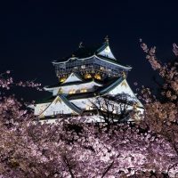 大阪城西の丸庭園の夜桜
